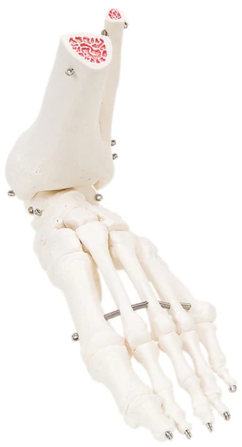 3B Scientific Foot & Ankle Anatomical Model, Right, Loose Wire Mounted, 2.8x6.3x8.7 in, 2 lb, with Smart Anatomy App (1-Year Free Access) - Model Loose Ankle/Foot - Image 1