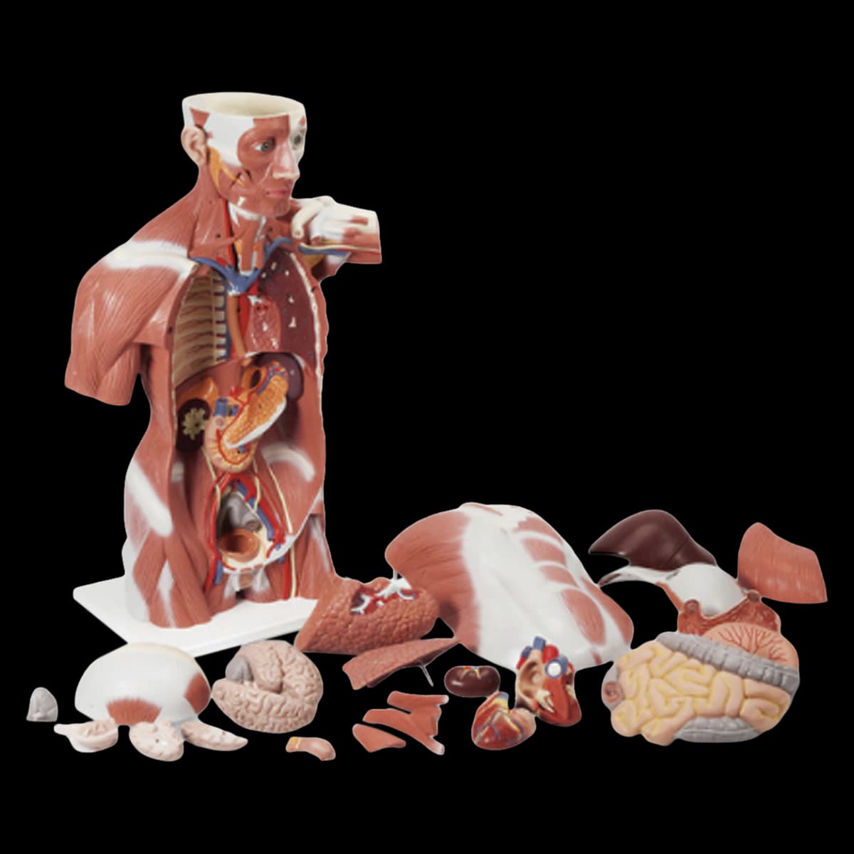 Nasco Healthcare Muscle Torso Manikin, Multicolor with Internal Organs, 27 Removable Parts, 79 lb, Each - Manikin Muscle Torso - Image 1