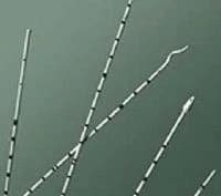 Bard Medical Olive Tip Ureteral Catheter, 5 Fr, 10/Case - Cath Olive Tip 5fr 10/ca - Image 1