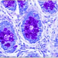 Richard-Allan Scientific Alcian Blue Stain, pH 2.5, 1 Each - Alcian Blue Stain Ph2.5 - Image 1