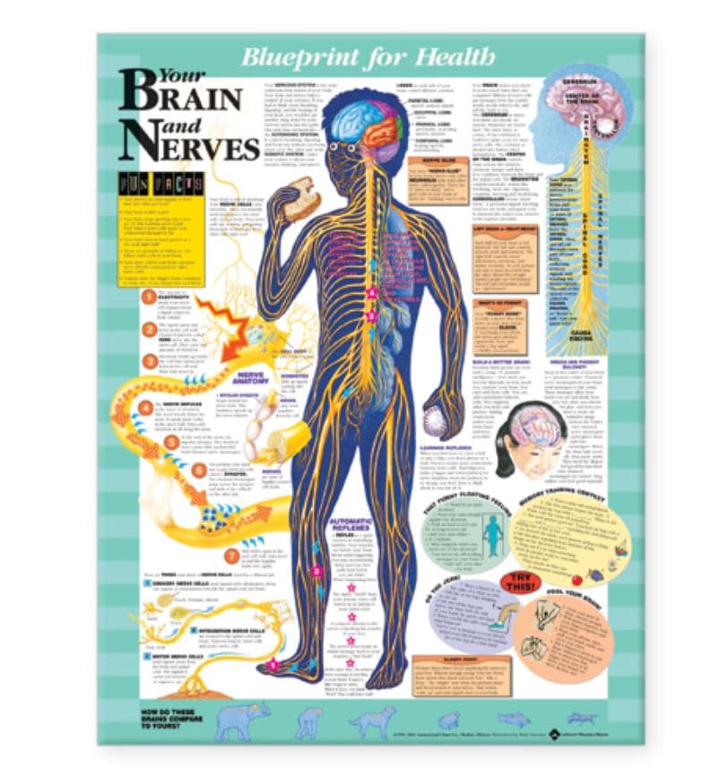Brain & Nerves Anatomical Chart, Laminated, 20x26", Kate Sweeney, Blueprint for Health - Brain&Nerves Chart lam. sweeny - Image 1