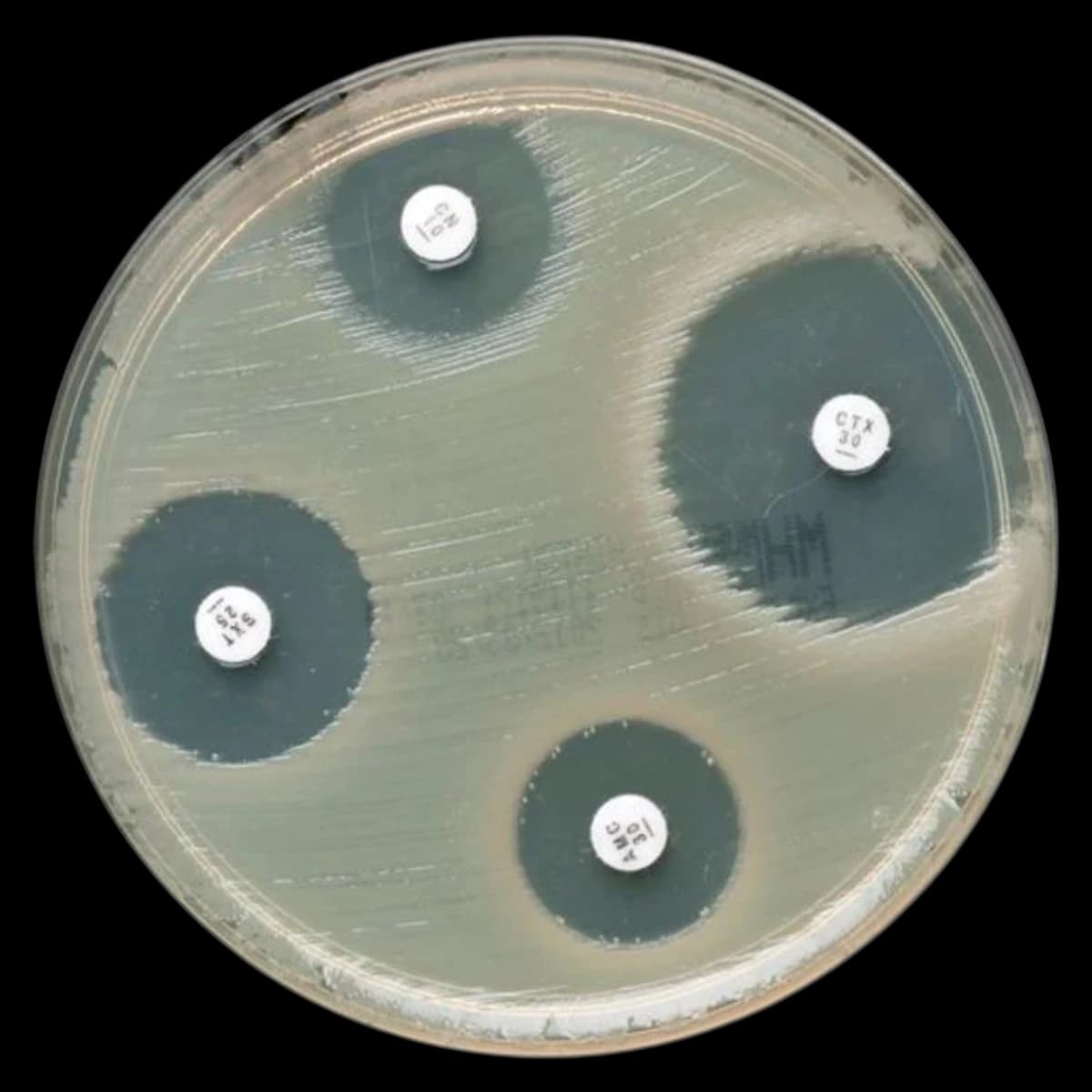 Remel Mueller-Hinton Agar Plate, 40/Package - MH Agar - Image 1