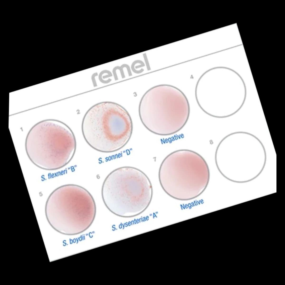 Wellcolex Colour Shigella Test Kit, 50 Tests/Kit - Wellcolex Colour Shigella - Image 1