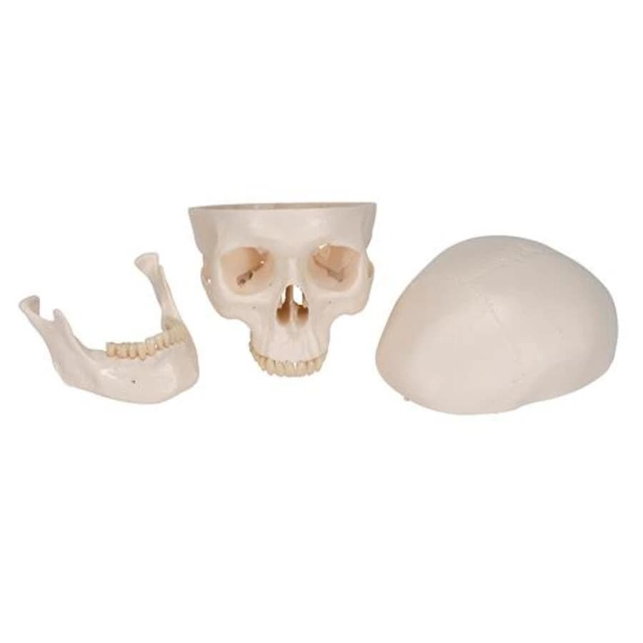3B Scientific Human Skull Training Model, 3-Part, Each - Human Skull Model - Image 1