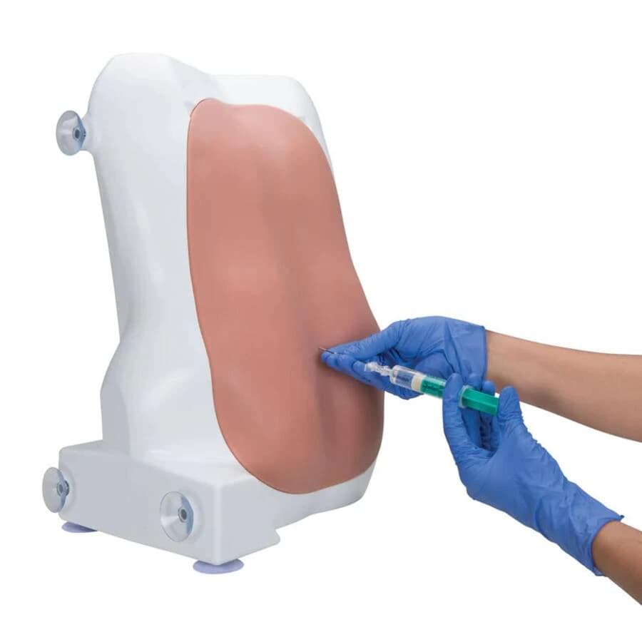 3B Scientific Spinal Injection Trainer, Light Skin, 10 lbs, Each - Epidural Injection Trainer - Image 1