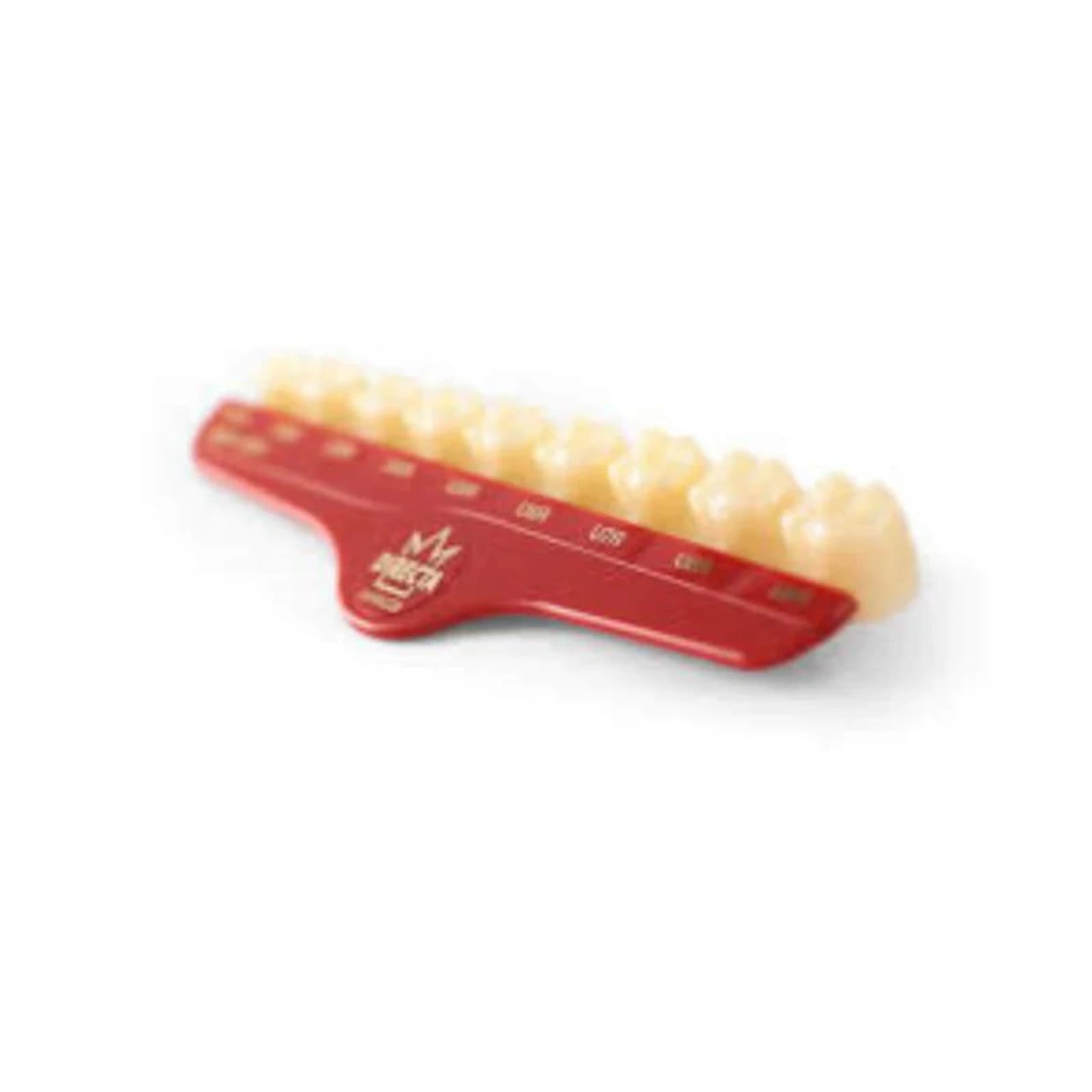 Directa Temporary Polycarbonate Crown, #42 Upper Bicuspid Long, Translucent, Refill Pack of 5, 6092-42 - #42 Upper Bicuspids Long Directa Temporary Polycarbonate Crowns Translucent Refill Pack of 5 - Image 1